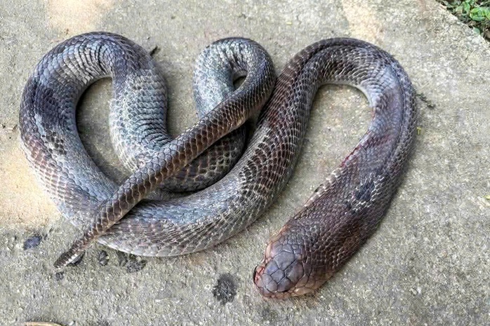 Cụ &ocirc;ng cụt tay kẹp rắn hổ mang d&agrave;i 2 m&eacute;t g&acirc;y kinh ho&agrave;ng ở Đ&agrave; Nẵng - Ảnh 1.