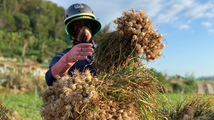 Tất bật m&ugrave;a thu hoạch "v&agrave;ng trắng" ở L&yacute; Sơn - Ảnh 4.