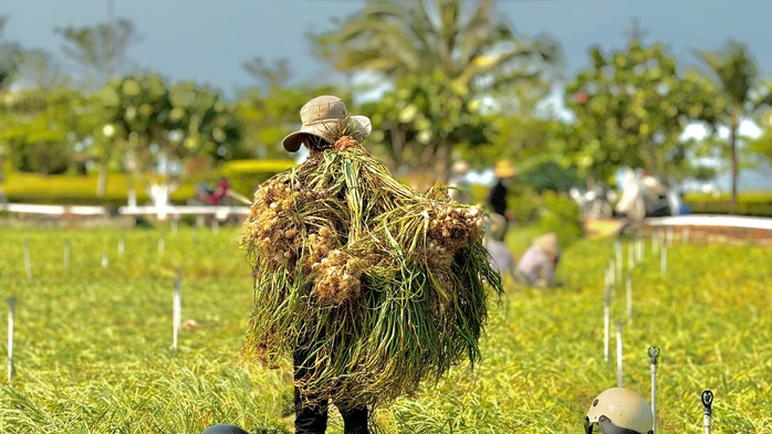Tất bật m&ugrave;a thu hoạch "v&agrave;ng trắng" ở L&yacute; Sơn - Ảnh 3.