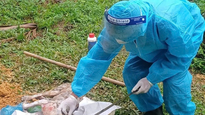 Ch&oacute; dại tuột x&iacute;ch cắn 3 người d&acirc;n ở Đ&agrave; Nẵng bị thương - Ảnh 1.