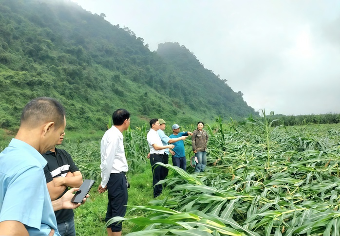 Trận lốc x&oacute;ay ở Quảng Trị: Thiệt hại nặng nề cho n&ocirc;ng d&acirc;n v&agrave; c&acirc;y trồng - Ảnh 1.