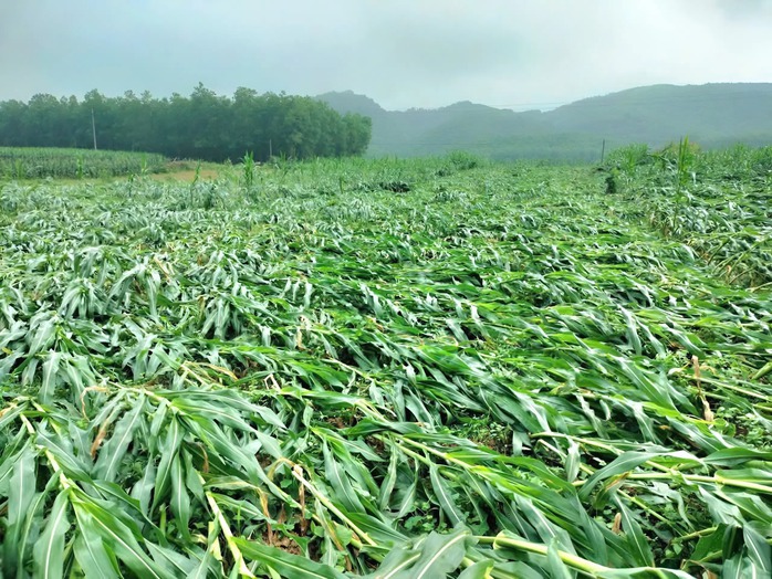 Trận lốc x&oacute;ay ở Quảng Trị: Thiệt hại nặng nề cho n&ocirc;ng d&acirc;n v&agrave; c&acirc;y trồng - Ảnh 2.