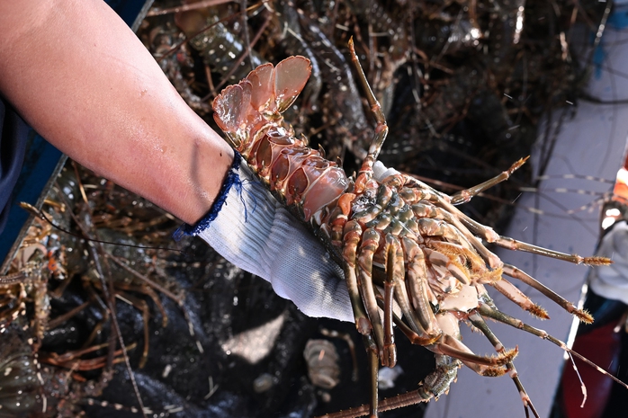 Trung Quốc mạnh tay chi tiền mua t&ocirc;m h&ugrave;m Việt, xuất khẩu tăng đột biến  - Ảnh 1.