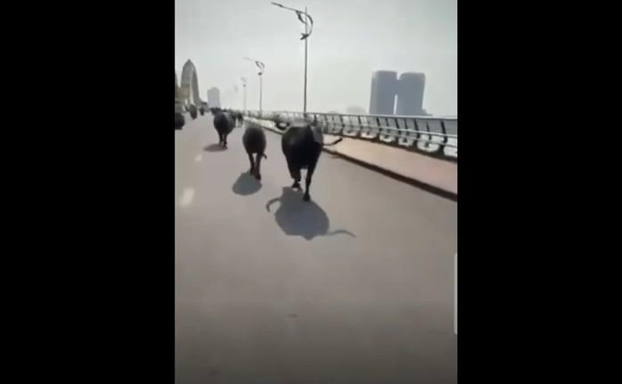 Đ&agrave;n tr&acirc;u &ldquo;n&aacute;o loạn&rdquo; trung t&acirc;m Đ&agrave; Nẵng, chạy tung tăng qua cầu Rồng - Ảnh 1.