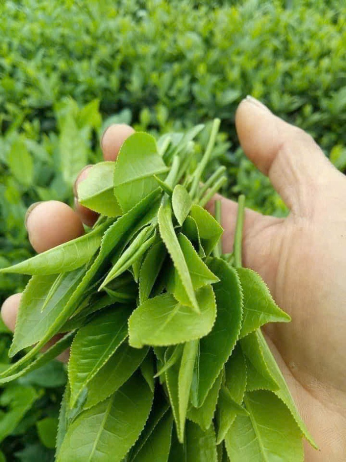 Chén trà mở chuyện giữ tình trong cuộc sống hàng ngày năm 2026 - Ảnh 1. Chén trà mở chuyện giữ tình trong cuộc sống hàng ngày năm 2026 - Ảnh 1.