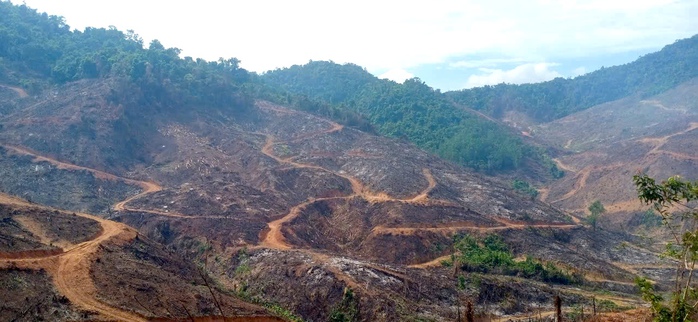 Rừng vẫn "chảy m&aacute;u": Ph&aacute; gần 100 ha rừng để trồng c&acirc;y keo lai - Ảnh 1.