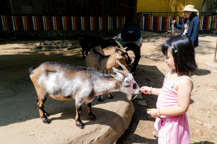VIDEO: Lộ diện bé ngựa lùn Cacao trong dịp sinh nhật Thảo Cẩm Viên 162 tuổi - Ảnh 19.