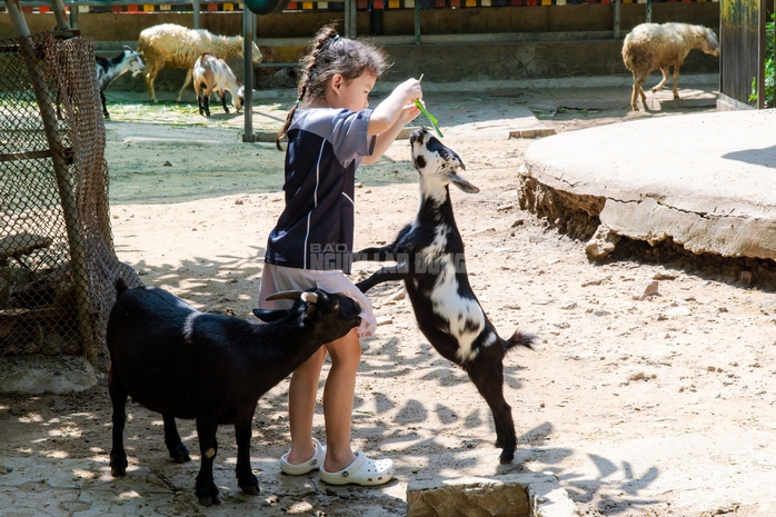 VIDEO: Lộ diện bé ngựa lùn Cacao trong dịp sinh nhật Thảo Cẩm Viên 162 tuổi - Ảnh 23.