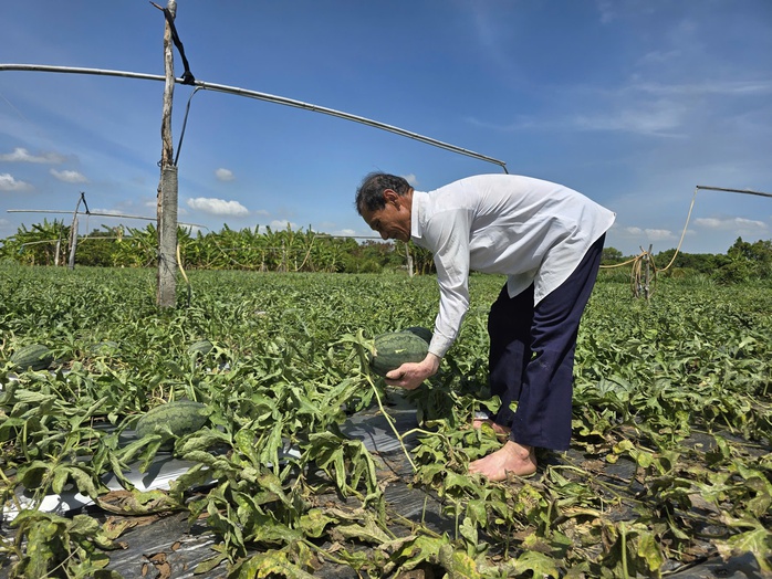 Xu thế xâm nhập mặn gia tăng ở ĐBSCL và cảnh báo từ các chuyên gia - Ảnh 3. Xu thế xâm nhập mặn gia tăng ở ĐBSCL và cảnh báo từ các chuyên gia - Ảnh 3.