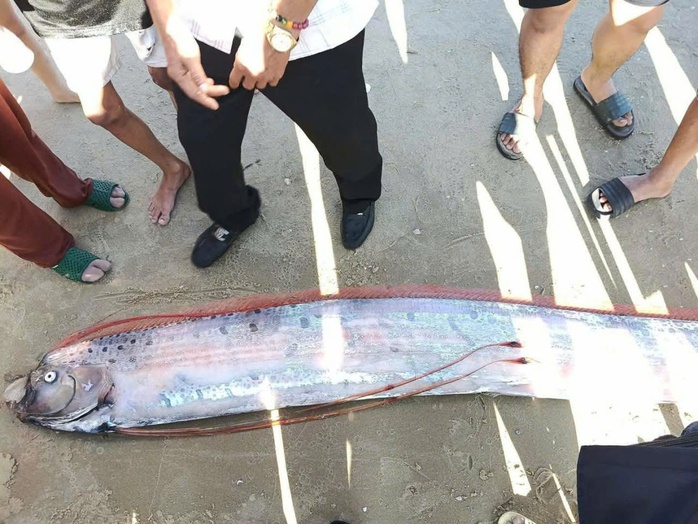 Cá Mái chèo dài gần 4 m dạt vào bờ biển Dinh Thầy Thím - Ảnh 1.