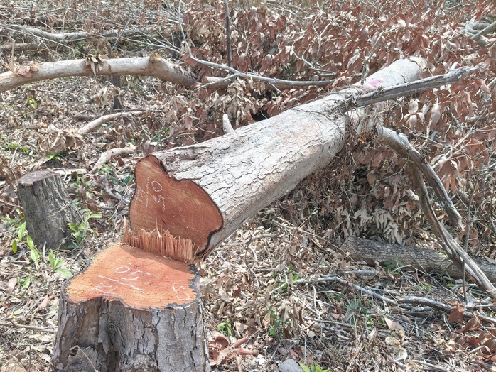 Ph&aacute; rừng Gia Lai tiếp diễn nghi&ecirc;m trọng bất chấp nỗ lực bảo vệ rừng - Ảnh 3.