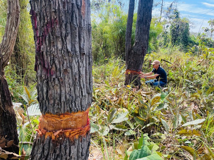 Ph&aacute; rừng Gia Lai tiếp diễn nghi&ecirc;m trọng bất chấp nỗ lực bảo vệ rừng - Ảnh 2.