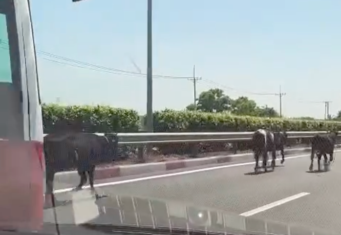 Đàn bò "đi lạc" vào cao tốc TPHCM- Long Thành- Dầu Giây - Ảnh 1.