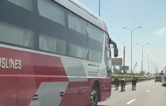 Đàn bò "đi lạc" vào cao tốc TPHCM- Long Thành- Dầu Giây - Ảnh 3.