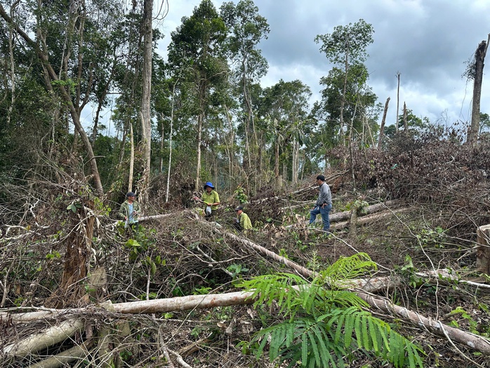 RỪNG VẪN "CHẢY M&Aacute;U" (*): Siết quản l&yacute;, b&aacute;m s&aacute;t địa b&agrave;n - Ảnh 1.