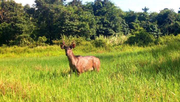 "B&aacute;u vật" Chư Mom Ray giữa đại ng&agrave;n T&acirc;y Nguy&ecirc;n - Ảnh 1.