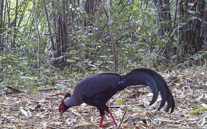 "B&aacute;u vật" Chư Mom Ray giữa đại ng&agrave;n T&acirc;y Nguy&ecirc;n - Ảnh 2.