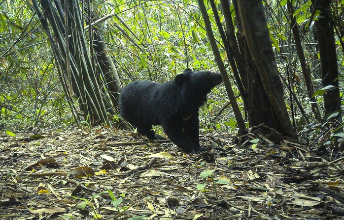 "B&aacute;u vật" Chư Mom Ray giữa đại ng&agrave;n T&acirc;y Nguy&ecirc;n - Ảnh 3.
