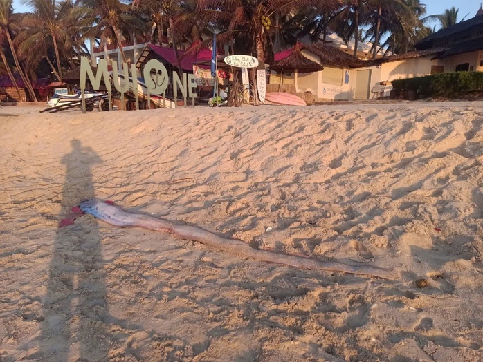 C&aacute; m&aacute;i ch&egrave;o d&agrave;i gần 4 m tiếp tục dạt v&agrave;o bờ biển Mũi N&eacute; - Ảnh 1.