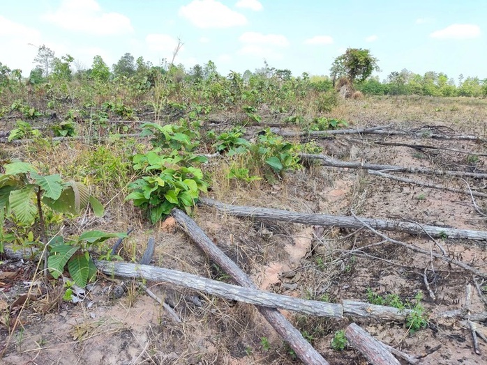 Khởi tố vụ hủy hoại 8 ha rừng tại khu vực bi&ecirc;n giới Gia Lai - Ảnh 1.