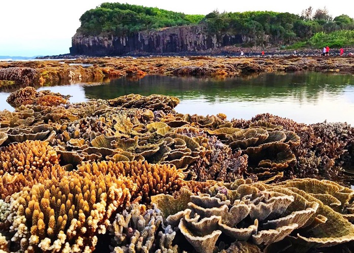 Quảng Ng&atilde;i muốn "đ&aacute;nh thức" du lịch lặn biển, ngắm san h&ocirc; ở 2 h&ograve;n đảo nhỏ ven bờ - Ảnh 3.