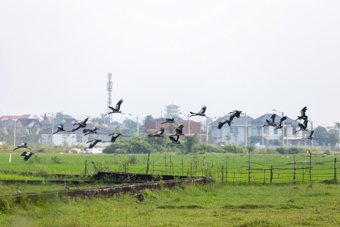 Đ&agrave;n c&ograve; nhạn qu&yacute; hiếm xuất hiện tr&ecirc;n đồng ruộng Quảng Trị - Ảnh 2.