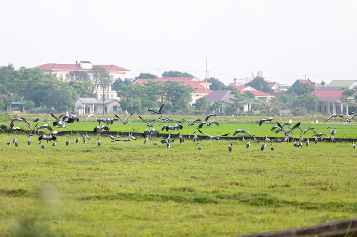 Đ&agrave;n c&ograve; nhạn qu&yacute; hiếm xuất hiện tr&ecirc;n đồng ruộng Quảng Trị - Ảnh 3.