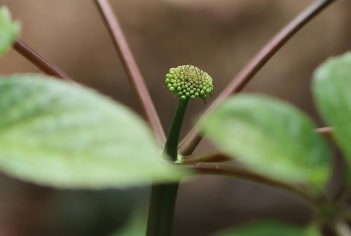 M&ugrave;a s&acirc;m Ngọc Linh "thức giấc" - Ảnh 2.