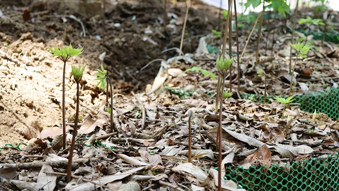 M&ugrave;a s&acirc;m Ngọc Linh "thức giấc" - Ảnh 3.