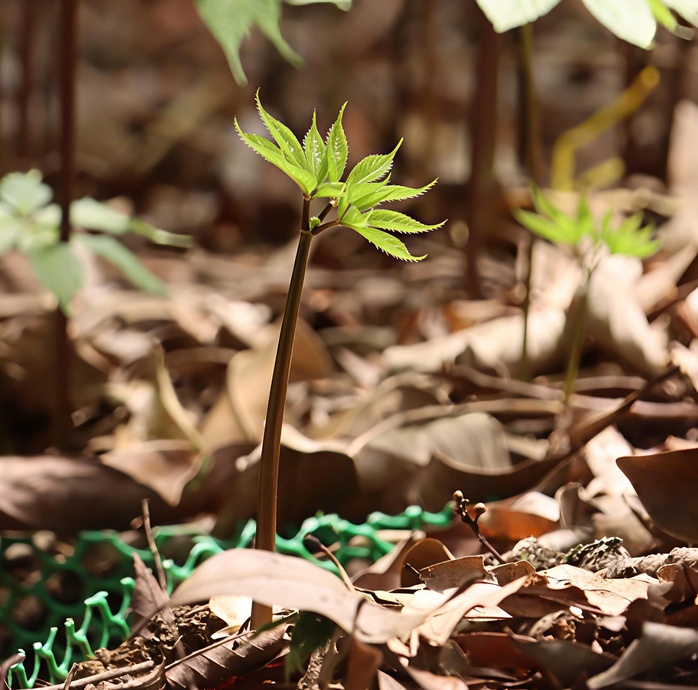 M&ugrave;a s&acirc;m Ngọc Linh "thức giấc" - Ảnh 4.