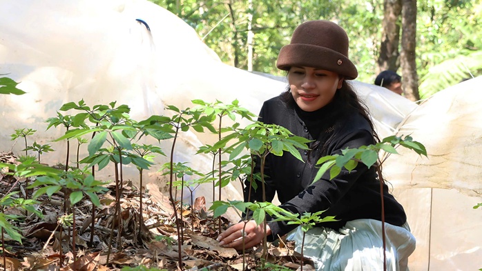 M&ugrave;a s&acirc;m Ngọc Linh "thức giấc" - Ảnh 1.