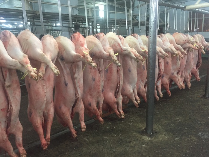 Giá heo hơi hôm nay, 27-3: Khu vực phía Bắc tiếp tục giảm - Ảnh 1.