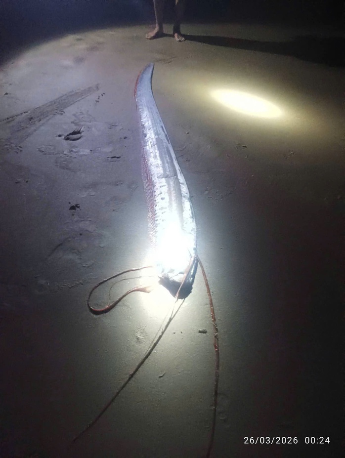 L&yacute; giải về hiện tượng c&aacute; m&aacute;i ch&egrave;o "dạt bờ" li&ecirc;n tục - Ảnh 2.