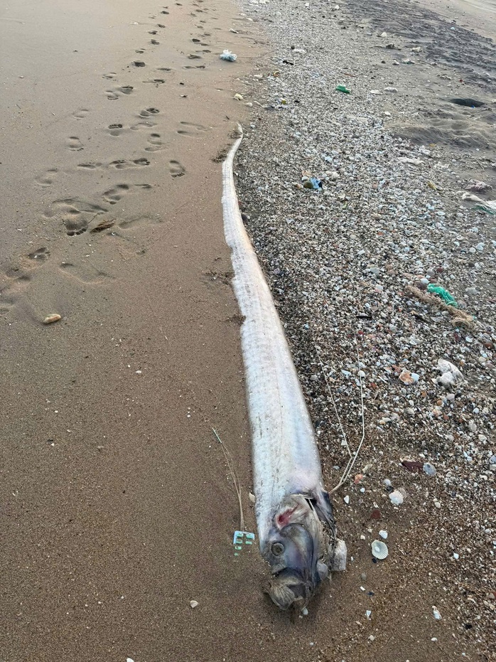 L&yacute; giải về hiện tượng c&aacute; m&aacute;i ch&egrave;o "dạt bờ" li&ecirc;n tục - Ảnh 1.