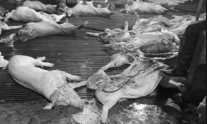 Ph&aacute; đường d&acirc;y giết mổ, ti&ecirc;u thụ 3.600 con heo bệnh, khởi tố 8 bị can - Ảnh 3.