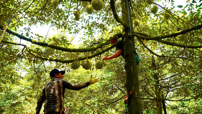 G&otilde; sầu ri&ecirc;ng kiếm tiền triệu - Ảnh 1.