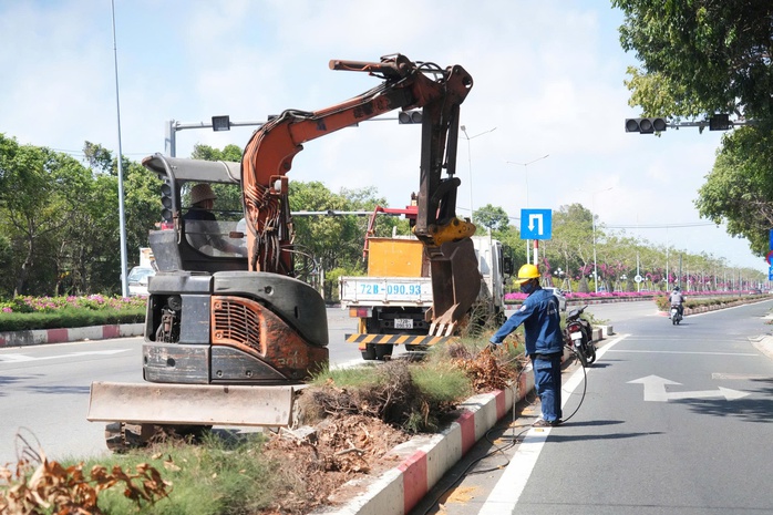 Lý do nhổ hàng cây huỳnh liên trên cung đường đẹp bậc nhất vào Vũng Tàu - Ảnh 3.