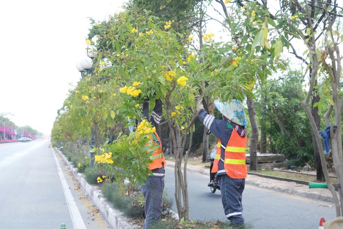 Lý do nhổ hàng cây huỳnh liên trên cung đường đẹp bậc nhất vào Vũng Tàu - Ảnh 1.