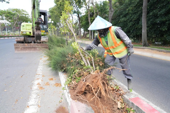 Lý do nhổ hàng cây huỳnh liên trên cung đường đẹp bậc nhất vào Vũng Tàu - Ảnh 2.