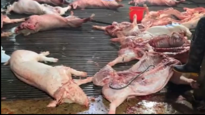 Thủ tướng chỉ đạo kiểm so&aacute;t giết mổ heo bệnh: Ngăn chặn khủng hoảng an to&agrave;n thực phẩm - Ảnh 1.