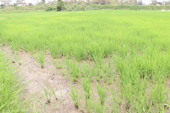 N&ocirc;ng d&acirc;n Đ&agrave; Nẵng "m&eacute;o mặt" v&igrave; mặn đến sớm, k&ecirc;u gọi thủy điện xả nước - Ảnh 1.