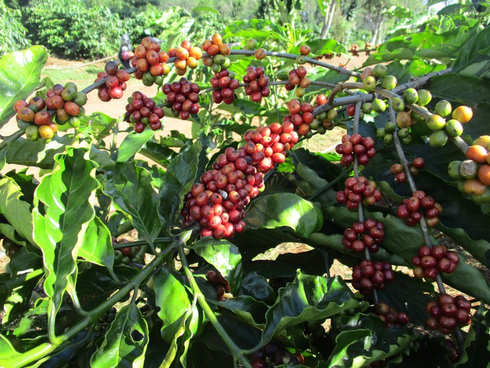 Gi&aacute; c&agrave; ph&ecirc; h&ocirc;m nay 5-3: Quay đầu tăng, hỗ trợ th&iacute;ch ứng xanh ng&agrave;nh c&agrave; ph&ecirc; cho cộng đồng yếu thế - Ảnh 1.