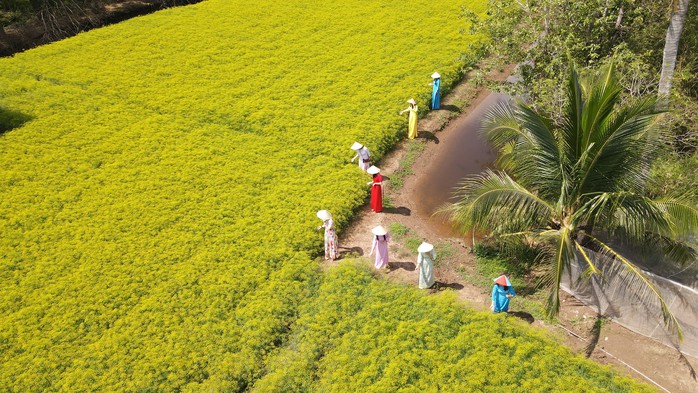VIDEO: Du kh&aacute;ch đổ x&ocirc; ngắm những c&aacute;nh đồng hoa &ldquo;lạ&rdquo; ở C&agrave; Mau - Ảnh 1.