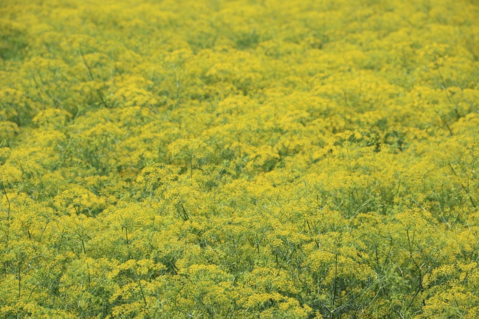 VIDEO: Du kh&aacute;ch đổ x&ocirc; ngắm những c&aacute;nh đồng hoa &ldquo;lạ&rdquo; ở C&agrave; Mau - Ảnh 2.