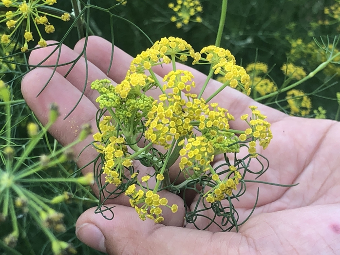 VIDEO: Du kh&aacute;ch đổ x&ocirc; ngắm những c&aacute;nh đồng hoa &ldquo;lạ&rdquo; ở C&agrave; Mau - Ảnh 4.