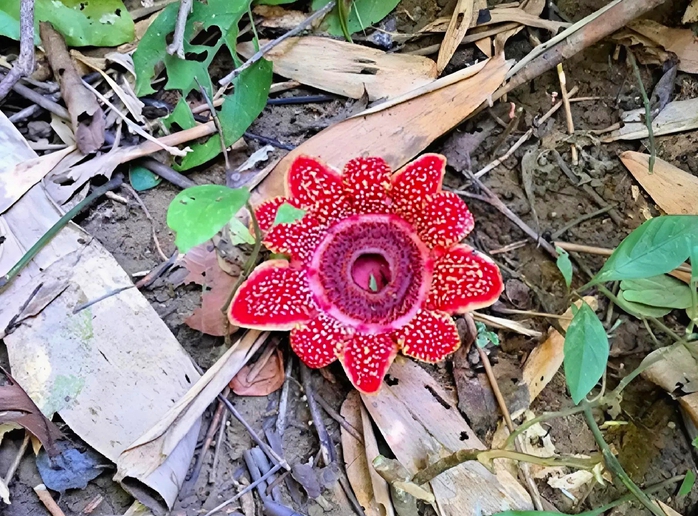 Ph&aacute;t hiện hoa Địa nh&atilde;n Himalaya q&uacute;y hiếm tại Phong Nha - Kẻ B&agrave;ng năm 2026 - Ảnh 1.