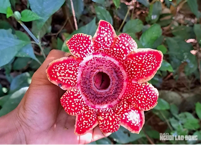 Ph&aacute;t hiện hoa Địa nh&atilde;n Himalaya q&uacute;y hiếm tại Phong Nha - Kẻ B&agrave;ng năm 2026 - Ảnh 2.