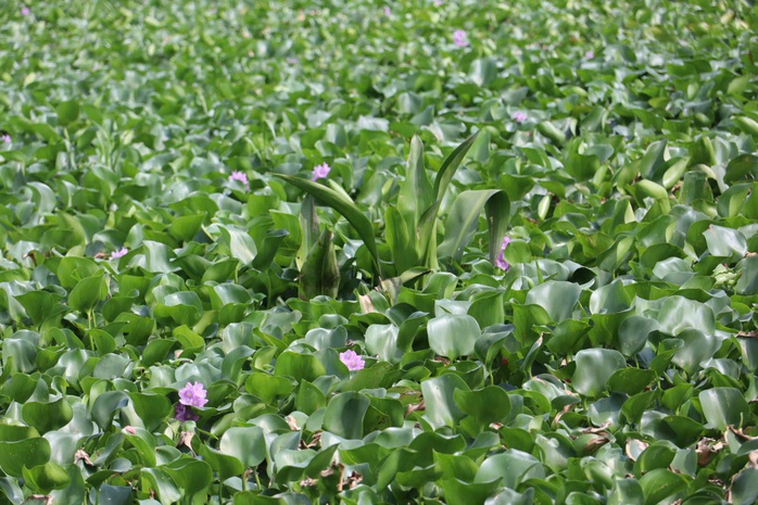 CLIP: Hồ B&uacute;ng X&aacute;ng cải tạo 220 tỉ đồng vẫn &ocirc; nhiễm v&igrave; ngập r&aacute;c v&agrave; lục b&igrave;nh - Ảnh 3.