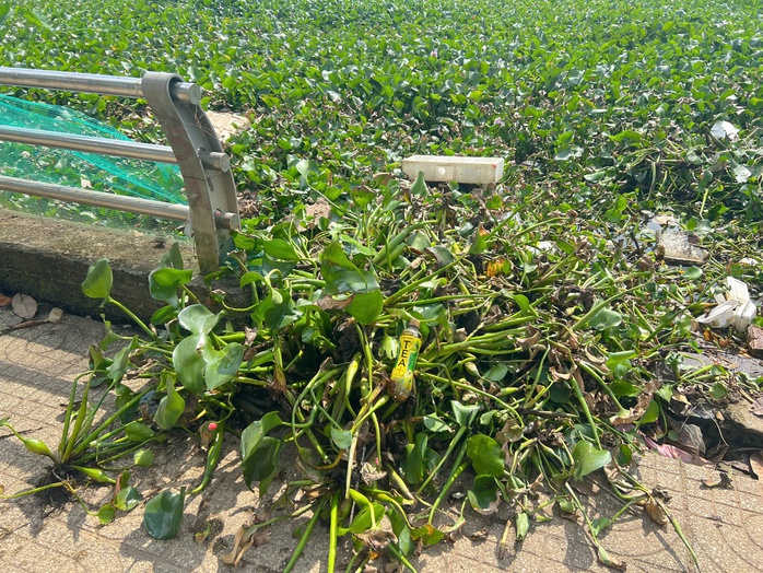 CLIP: Hồ B&uacute;ng X&aacute;ng cải tạo 220 tỉ đồng vẫn &ocirc; nhiễm v&igrave; ngập r&aacute;c v&agrave; lục b&igrave;nh - Ảnh 9.