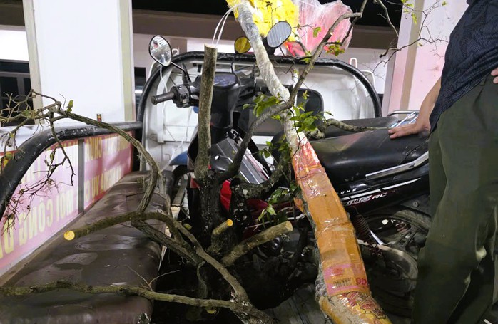 Mật phục bắt ô tô chở 6 cây muội hồng từ trên núi xuống - Ảnh 1.